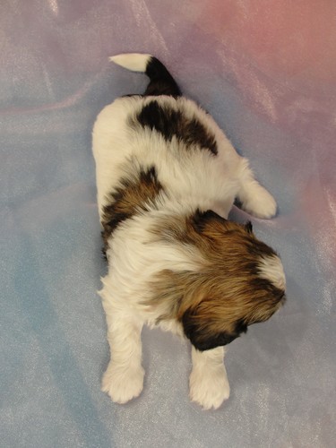 Male Shih tzu Bichon Puppy for sale #33 Born March 20th 2012